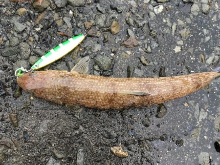 雨の中向うも不発